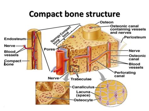 Compact bone spongy bone and other bone components human anatomy. Histo - bone