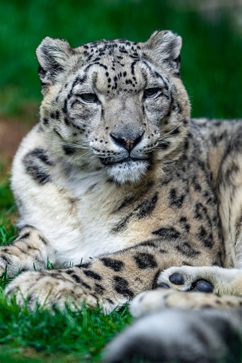 Irbis Snow Leopard Glance Animal Big Cat Hd Phone Wallpaper Peakpx