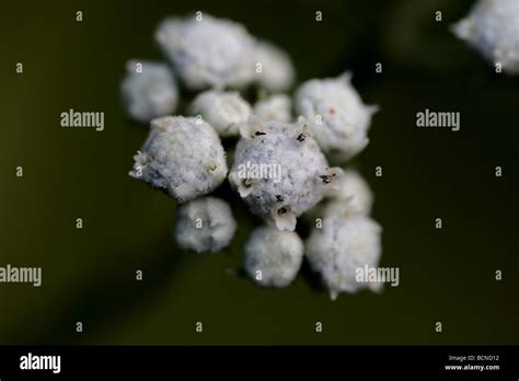 White Flower Buds Stock Photo Alamy