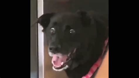 Black Dog Shocking Reaction Meme Template Youtube