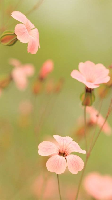 Pink Flowers Free Iphone Hd Wallpapers Iphone 4 And