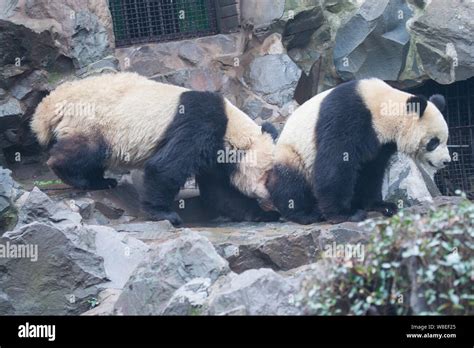 Giant Panda Twins Chengda And Chengxiao Play With Each Other At The