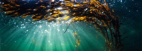 The Importance Of Kelp Hakai Institute