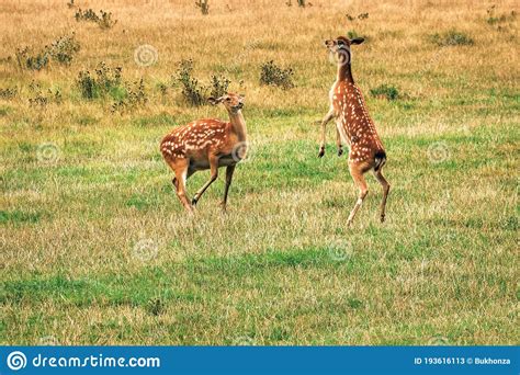 Two Female Sika Deer Start Dancing On The Field Stock Image Image Of