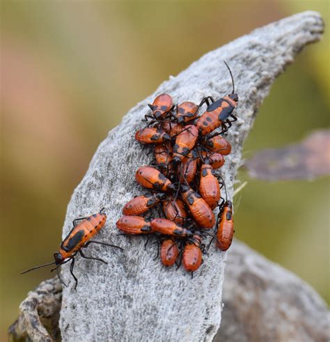 What Type Of Red And Black Insects Are Swarming All Over This Milkweed