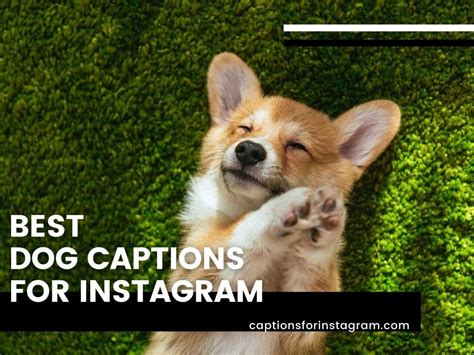 79 Best Dog Captions For Instagram Captions For Instagram