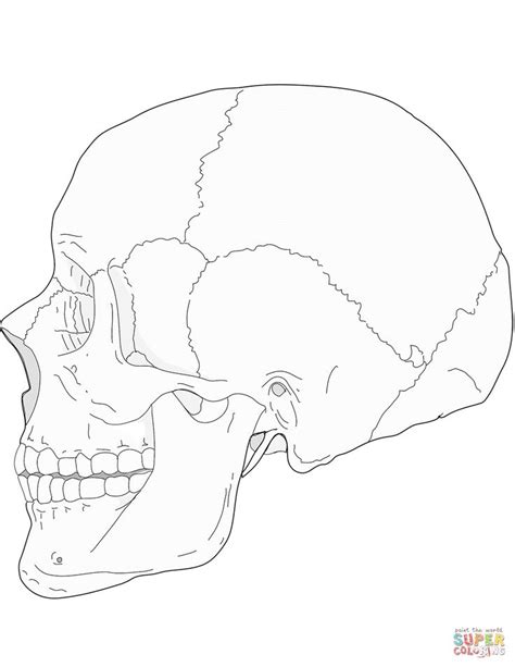 Human Skull Side View Coloring Page From Anatomy Category Select From