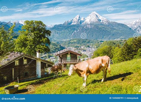 Idyllic Alpine Scenery With Mountain Chalets And Cow Grazing On Green