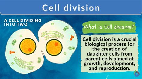 Cell Division Definition And Examples Biology Online Dictionary