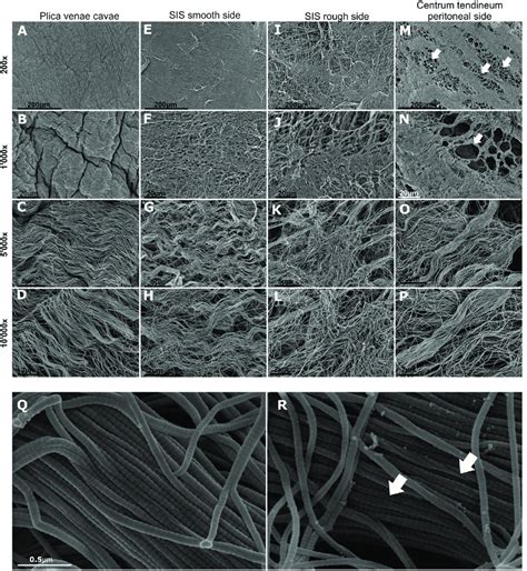 Sem Micrographs Of Porcine Collagen Membranes A D Show Different