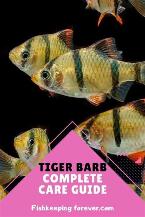 Tiger Barb Fish Diet Breeding Size Water Conditions