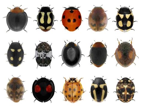 19 types of ladybugs in your garden common and rare