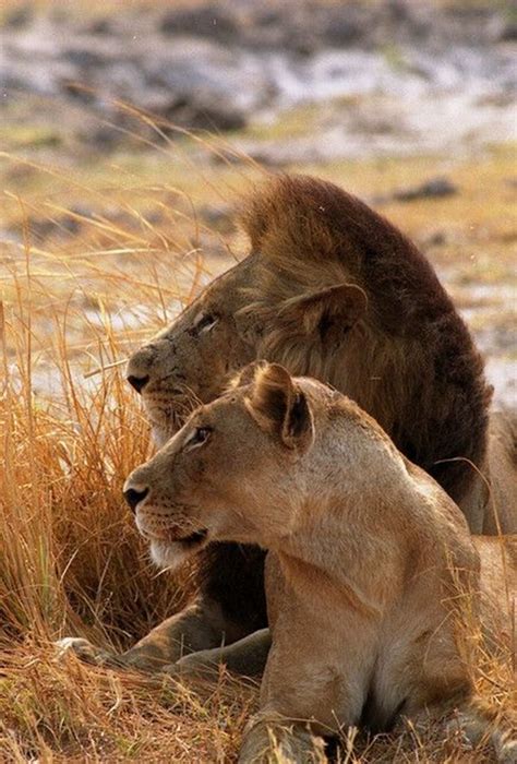Lion And Lioness The Royal Couple At Their Best Tail