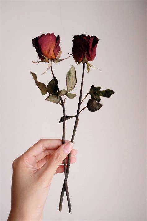20 Download Gambar Bunga Mawar Layu Galeri Bunga Hd