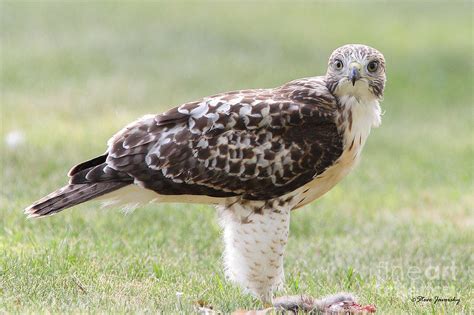 Immature Red Tail Hawk Photograph By Steve Javorsky Fine Art America