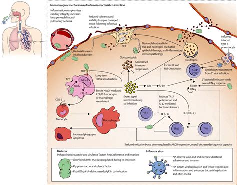 Respiratory viral infections are linked to chronic lung diseases, both in childhood asthma and in adults with severe asthma and chronic obstructive to improve a postviral lung disease model using a human pathogen, we aimed to explore preliminary associations between influenza a virus (iav). The role of influenza in the severity and transmission of ...