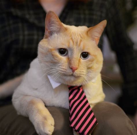 10 Cats In Business Attire That Remind Us Cats Are Still The Boss