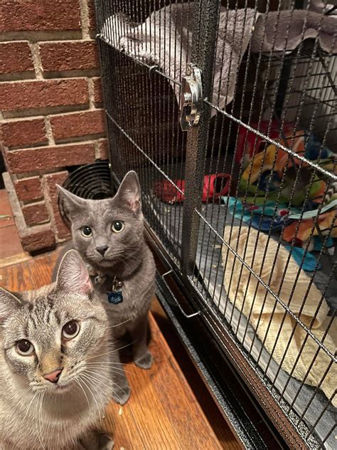 Wag a tail, Give a purr - Home