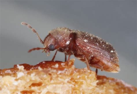 9 Small Brown Bugs In Your House Identification Habitat And Control