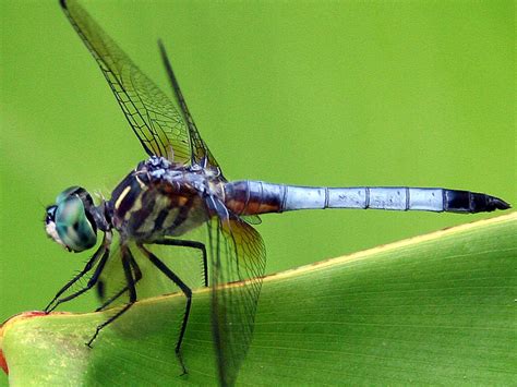 Dragonfly The Biggest Animals Kingdom