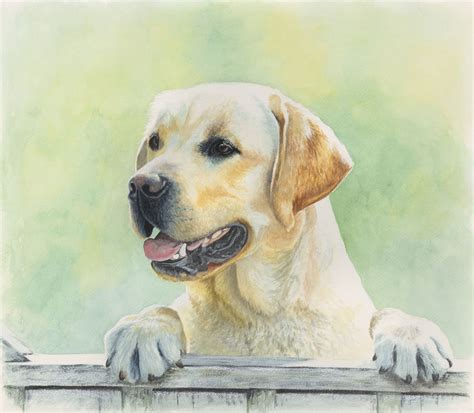 Yellow Lab Watercolour Commission Yellow Lab Watercolor Yellow
