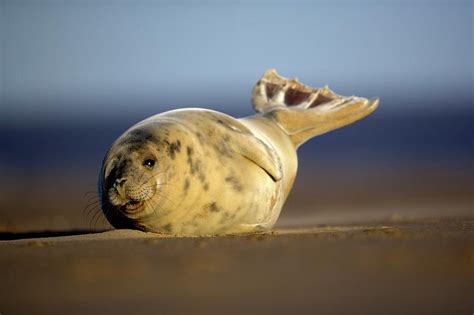 Grey Seal Pup Photograph By Simon Boothscience Photo Library Pixels