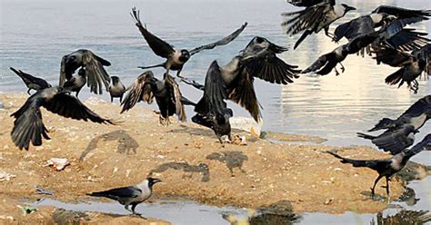 Bird Flu Scare After Death Of 250 Crows In Rajasthan India News