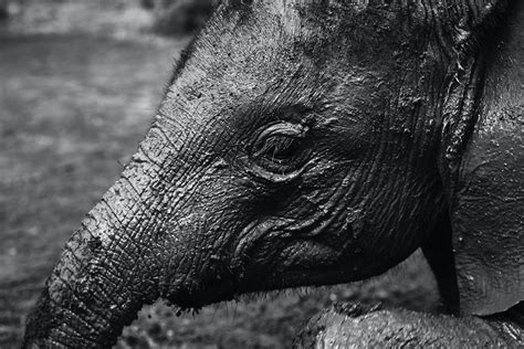 1 Elephant Beside On Baby Elephant · Free Stock Photo