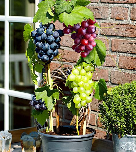 The west side of your garden. How to Grow Grapes | Growing grapes in containers ...