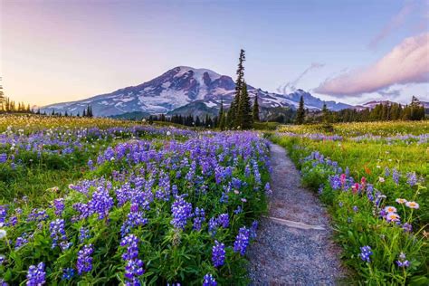 Things To Do At Mt Rainier Best Hikes And Places To Visit