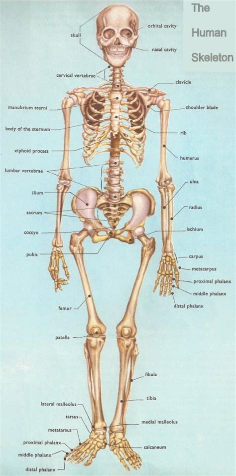 Engraving attributed to nicolas beatrizet from a drawing by gaspar becerra and copied from a. Review Of Bones, Joints, And Skeleton - ProProfs Quiz