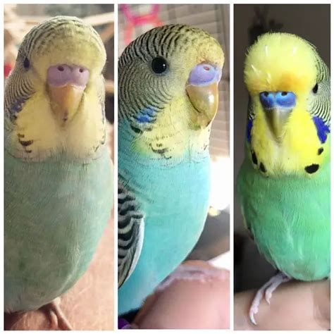 Female Budgie Cere Color Change What Are The Reasons