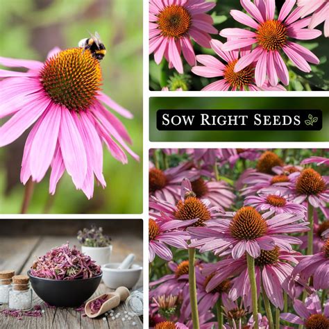 Sow Right Seeds Semillas De Flor De Equin Cea Moradaequin Cea Para Plantar Semillas De