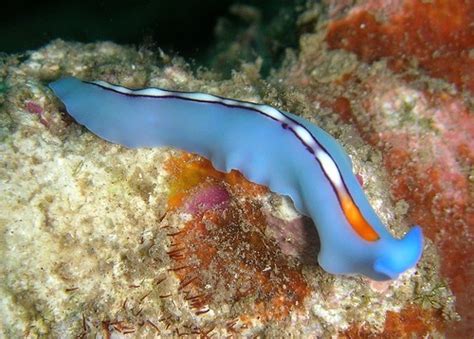 The Ribbon In The Sea Red Tipped Flatworm Featured Creature