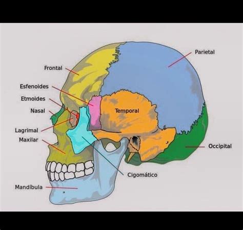 Skull Anatomy Craniosacral Therapy Anatomy Bones History Facts