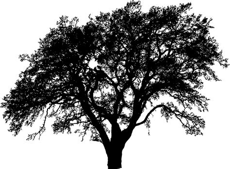 Black And White Tree Png Free Logo Image