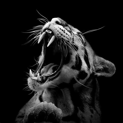 Find the perfect black and white animals stock illustrations from getty images. Black & White Animal Portraits by " Lukas Holas ...