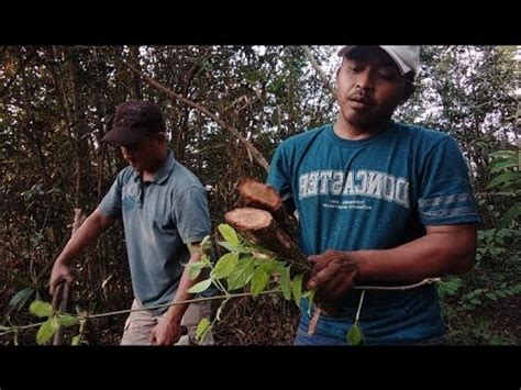 Maybe you would like to learn more about one of these? Bentuk daun Bajakah asli , akar Bajakah asli, atau batang ...