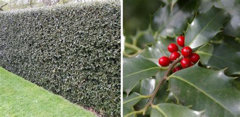 Thorny Hedges Of Exotic Plants Best Landscape Ideas