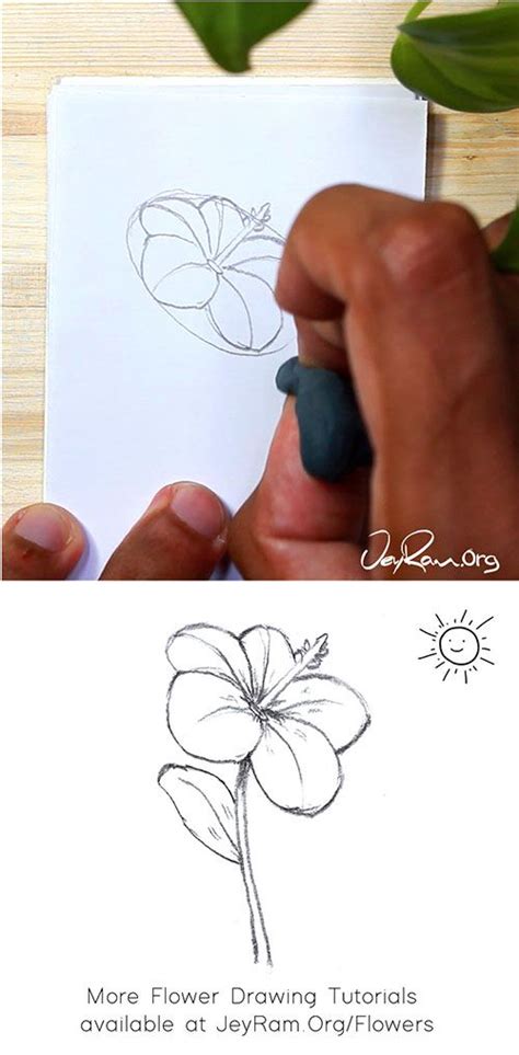 How To Draw A Hibiscus Step By Step For Beginners — Jeyram Anime