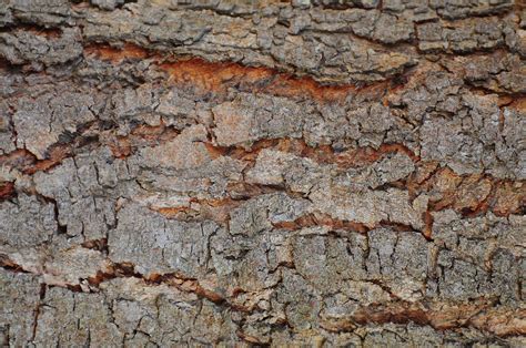 Bark Close Up Crack Decay Dirty Dry Log Macro Rough Surface