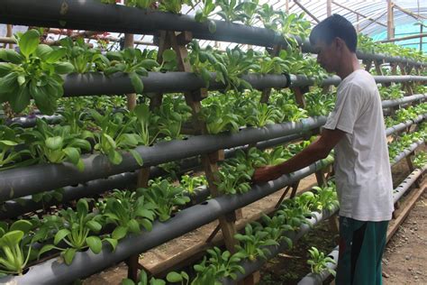 Didihkan air di panci, masukkan bumbu tumis. NUR HAMDANI, GELUTI TANAMAN SAYURAN HIDROPONIK DI ...