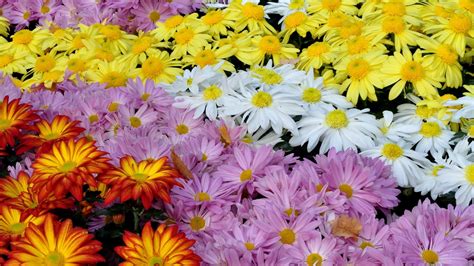1920x1080 Chrysanthemums Flowers Colorful 1080p Laptop Full Hd