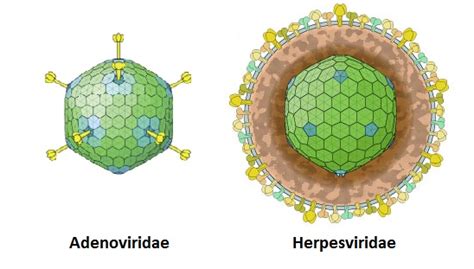 Microbiologie Adénovirus Et Herpès