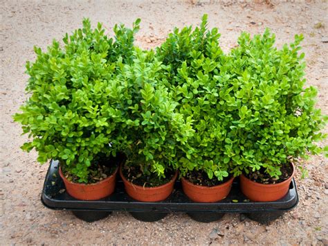 Live Dwarf English Boxwood Aka Buxus Semp Suffruticosa Plant Fit 1