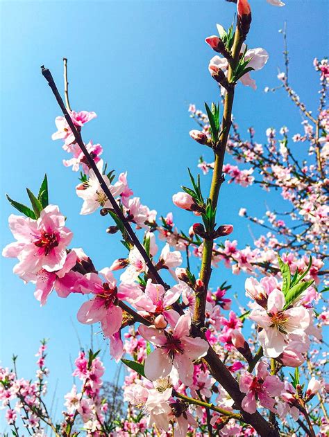 Peach Blossom Peach Flowers Hd Phone Wallpaper Pxfuel