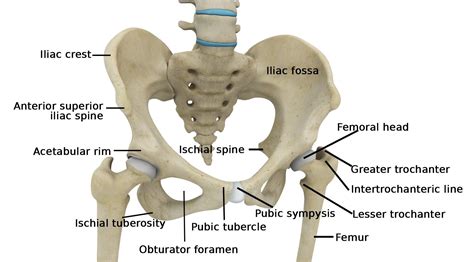 Hip Joint Anatomy Pelvis Anatomy Anatomy Bones Muscle Anatomy