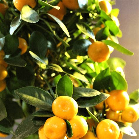 Citrus Calamondin Orange Tree Plant Boutique