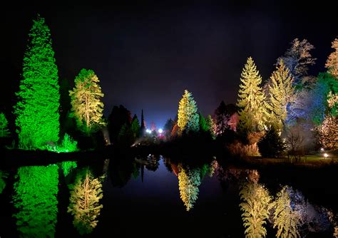 Bedgebury Pinetum And Forest Christmas Lights 2019 On Behance