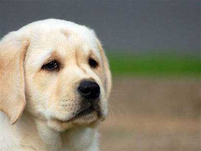 Dogs Puppies Wallpapers Dog Sad